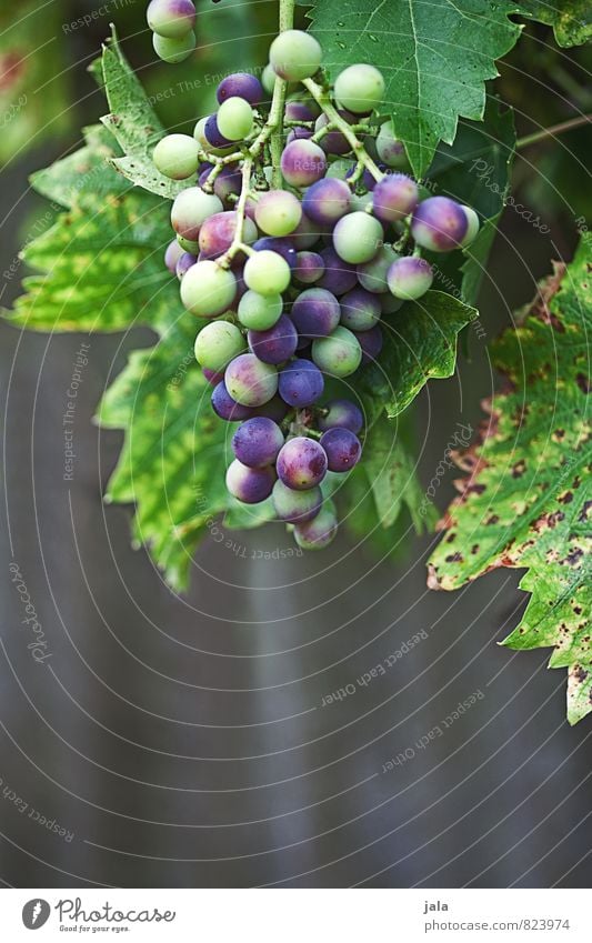 half ripe Plant Leaf Agricultural crop Fruit Bunch of grapes Vine Garden Fresh Healthy Delicious Natural Growth Mature Immature Colour photo Exterior shot
