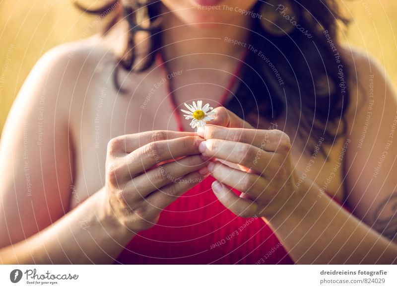 A Daisy Human being Feminine Woman Adults Hand Fingers Flower Touch To hold on Esthetic Natural Emotions Contentment Joie de vivre (Vitality) Romance Relaxation