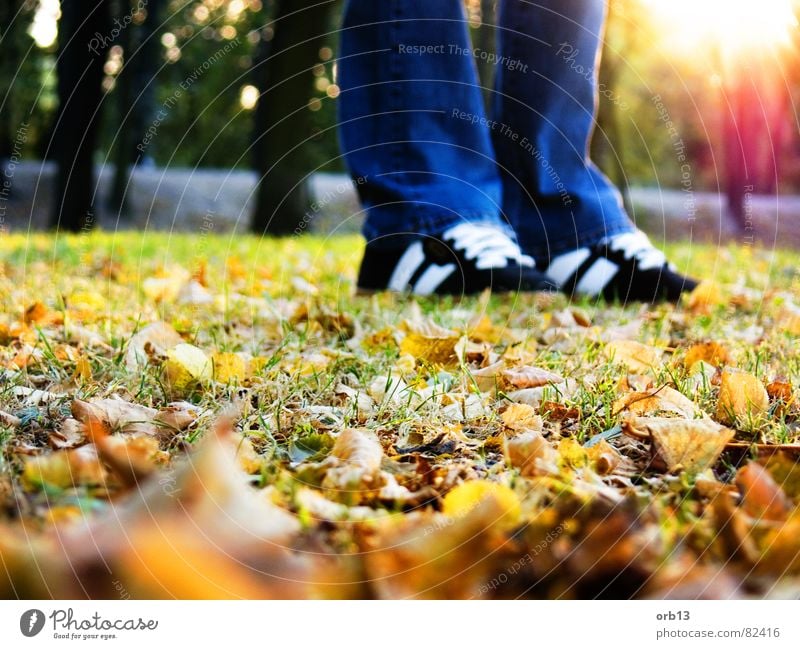 Let's go to walk Dream Autumn Leaf Loneliness Sneakers To go for a walk Feet colorful