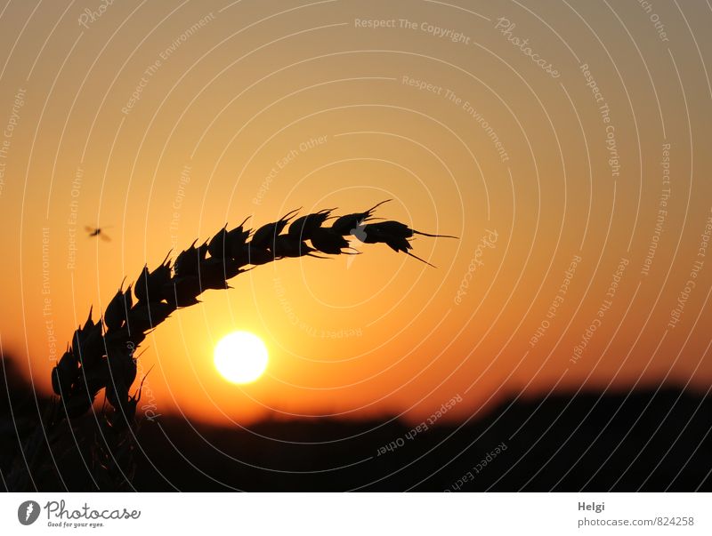 sunset Environment Nature Landscape Plant Sky Cloudless sky Summer Beautiful weather Agricultural crop Grain Wheat Ear of corn Field Illuminate Growth Esthetic