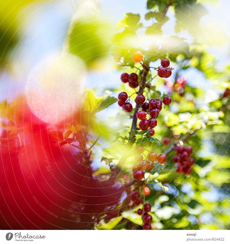 currants Fruit Environment Nature Plant Summer Beautiful weather Foliage plant Garden Natural Green Red Redcurrant Colour photo Exterior shot Close-up Deserted