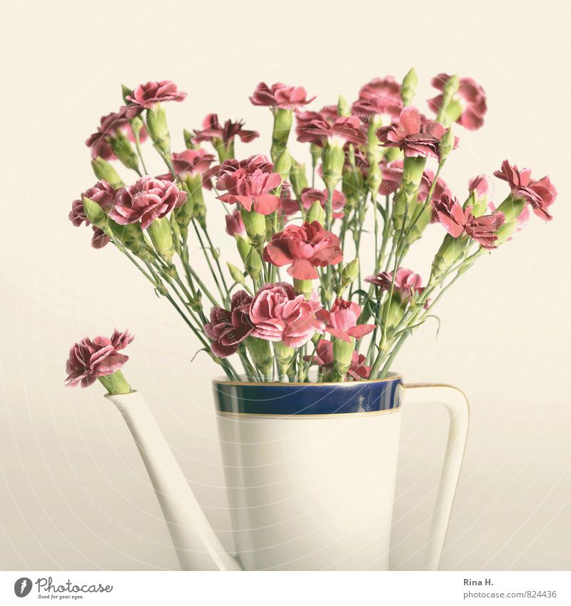 A pot full of carnations Flower Bouquet Blossoming Athletic Bright Style Dianthus Coffee pot Still Life Vase Colour photo Deserted Copy Space top Flash photo