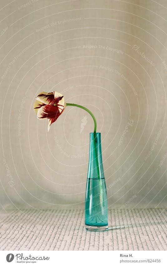 looking away Flower Tulip Blossoming glass vase Vase Typography Still Life Colour photo Interior shot Deserted Copy Space left Copy Space right Copy Space top