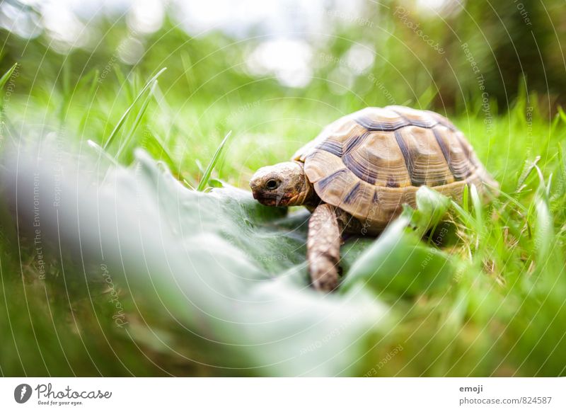 turtle Environment Nature Grass Leaf Animal Pet 1 Natural Green Turtle Colour photo Exterior shot Close-up Deserted Day Shallow depth of field Full-length