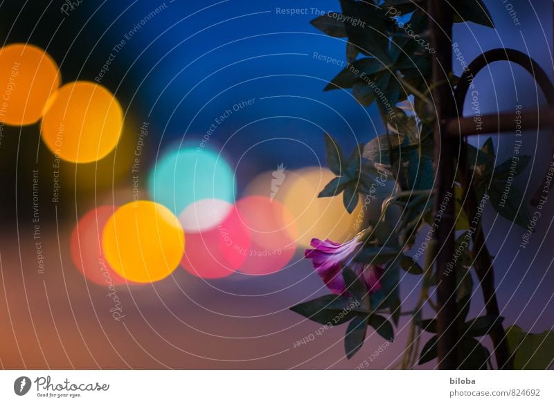 Queen of the Night Plant Summer Flower Town Blue Yellow Violet Red Light Circle Structures and shapes Colour photo Exterior shot Experimental Abstract Pattern