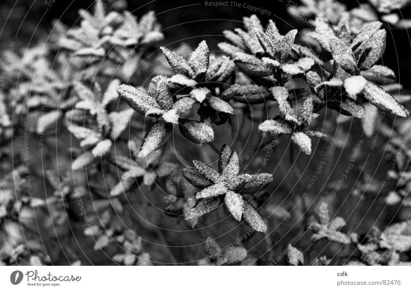Snowflowers I Sweet Plant Bushes rhododrendron snow-covered snow flowers Twig Nature Black & white photo