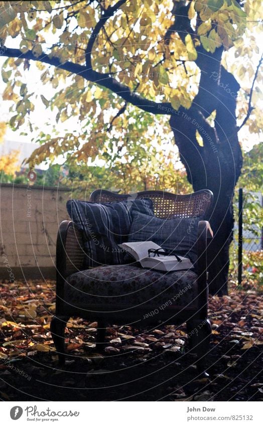 Mon Repos Leisure and hobbies Reading Sunrise Sunset Autumn Plant Tree Bushes Leaf Think Cuddly Warm-heartedness Armchair Garden Ancient Antique Comfortable