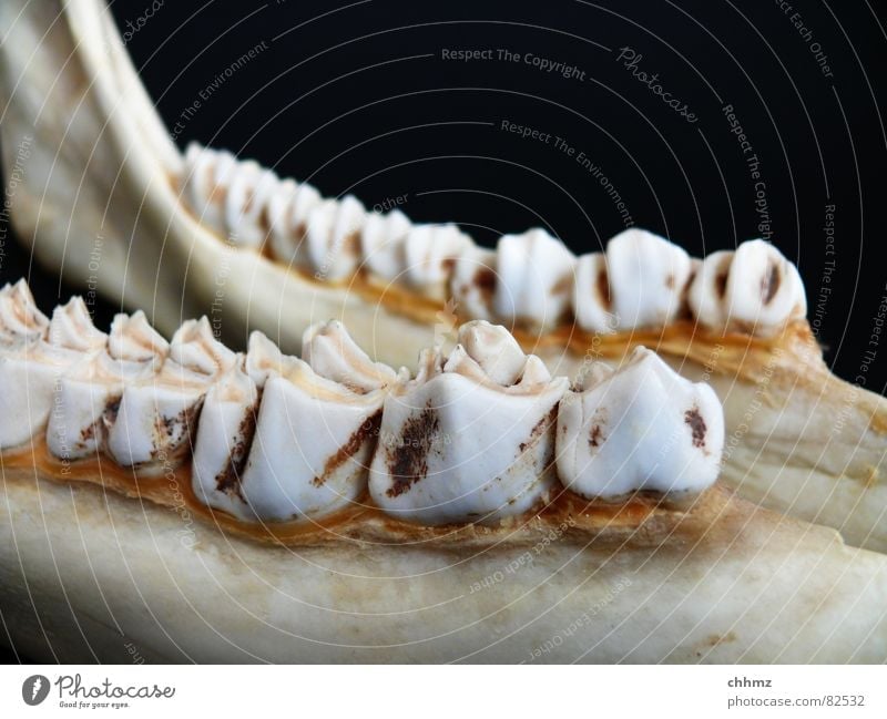 jaw Lower jaw Teeth Neck of a tooth Skeleton Elk Ruminant Nutrition Cheek Dentist Legs Mammal grind Jaw maxillary bone Pine Floor covering dental plaque