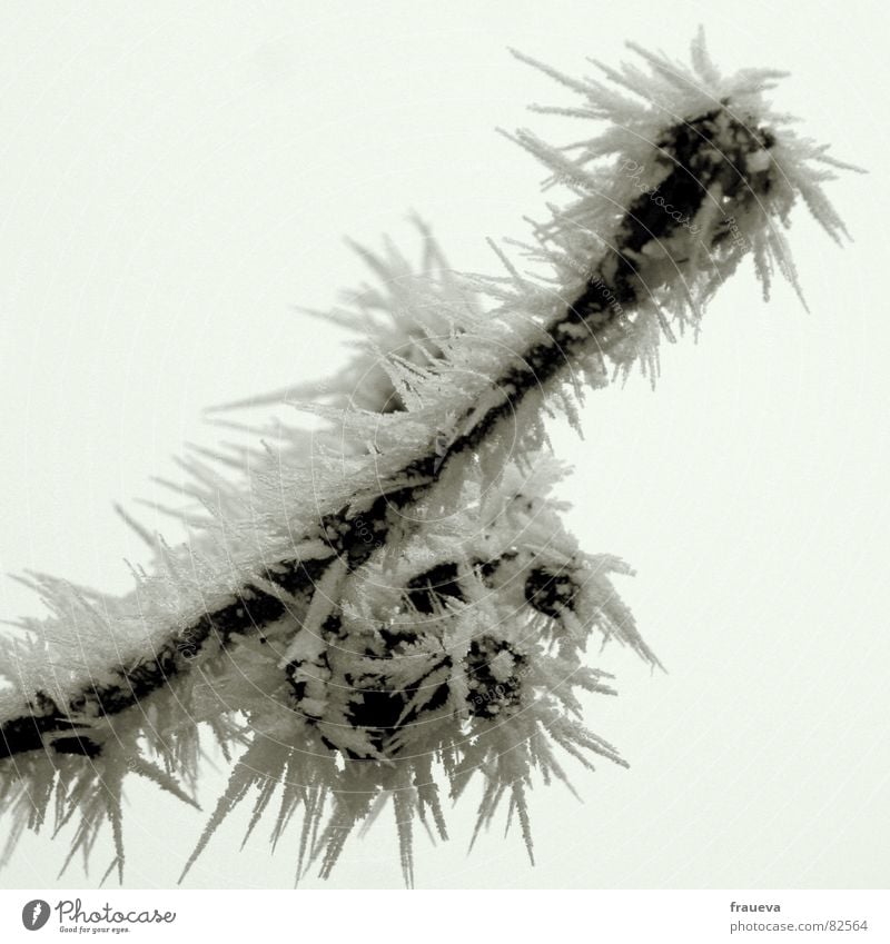 frost peaks Frozen Cold Hoar frost Ice Calm December Winter Express train Exterior shot Frost Twig Nature Branch postcard motif Crystal structure freeze Snow