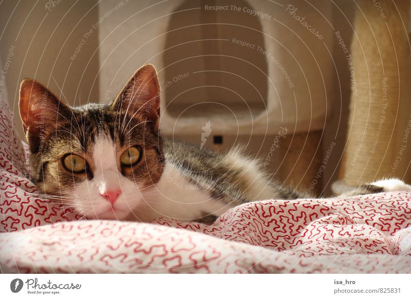 Awake look Animal Pet Cat Animal face 1 Resolve Relaxation Contentment Duvet Colour photo Interior shot Animal portrait Looking Looking into the camera Forward