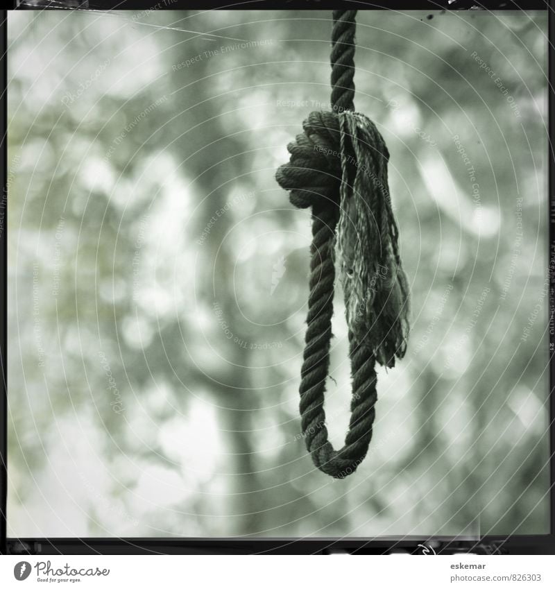 rope Rope noose Loop Tree Forest Knot Sadness Authentic Retro Black White Emotions Death Distress Square edge framed Gallows Suicide Hanging Black & white photo