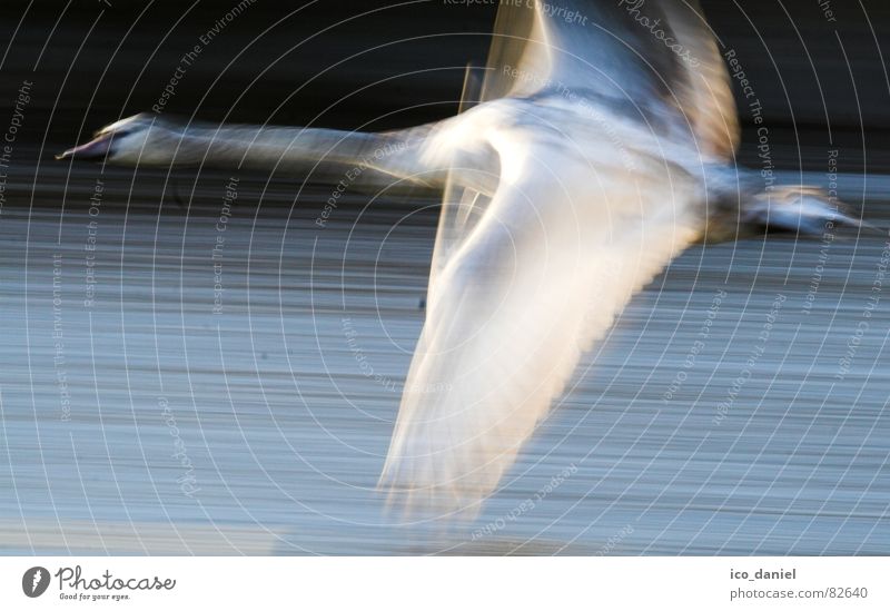flieeeeeeeeg!!! - swan Environment Nature River Bird Swan Wing Flying Speed Might Isar Munich Judder Wilderness Span Photography Colour photo Motion blur