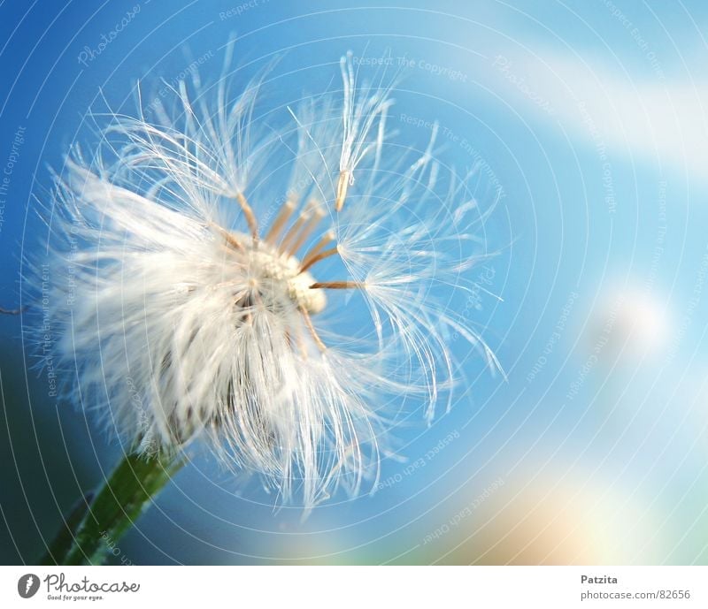 so tender Seeds Dandelion Flower Flower meadow Spring Summer Blow Delicate Small Clouds Meadow Grass Fragile Mountain meadow Sensitive Macro (Extreme close-up)