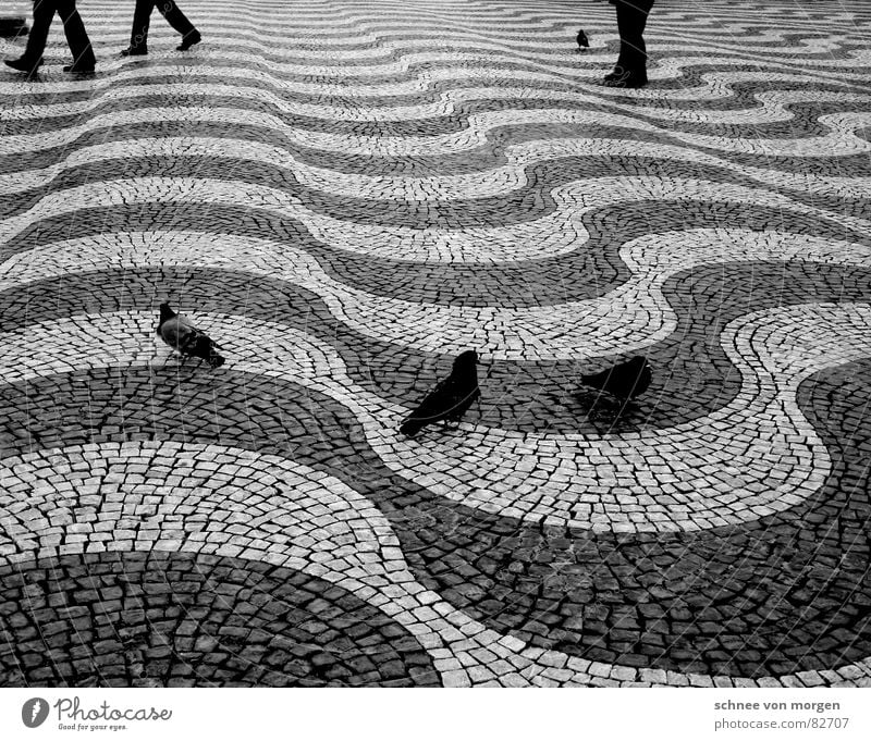 Haste with time Floor covering Pigeon Black Waves Calm Going Stand Asphalt Pavement Bird Human being Black & white photo leg pairs Flying Walking Legs Speed