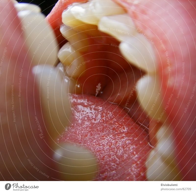 gullet Opening Dentist Muzzle Mouth Lips Tongue Macro (Extreme close-up) Teeth
