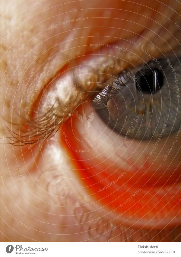 eye Eyelash Macro (Extreme close-up) Close-up Eyes eye song Lens eyewhite eye to eye open eye