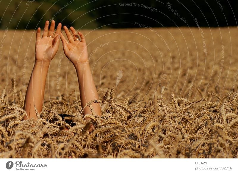 Help Hand Cornfield Wheat Field Fingers Drown Wave Grief Distress beg for help Arm Grain Needy Cry for help Seeking help