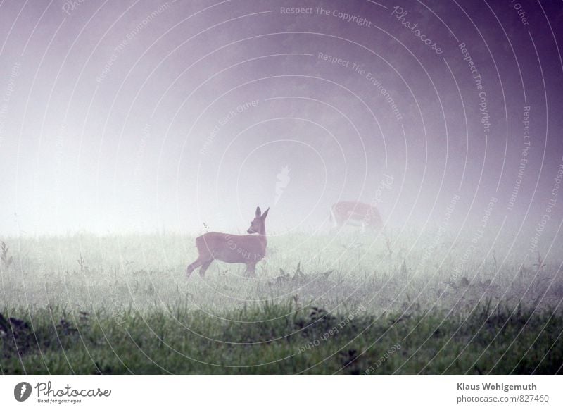 Morning fog 5 ( Nothing bad was probably ) Environment Nature Animal Summer Autumn Fog Grass Meadow Field Forest Roe deer Fallow deer Female deer 2 Observe