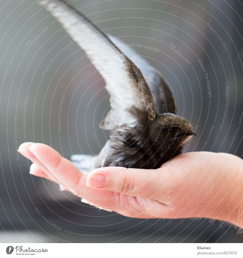 departure Hand Animal Bird Animal face Wing 1 Movement Flying Love Looking Sit Esthetic Free Cute Beautiful Trust Safety Protection Safety (feeling of)