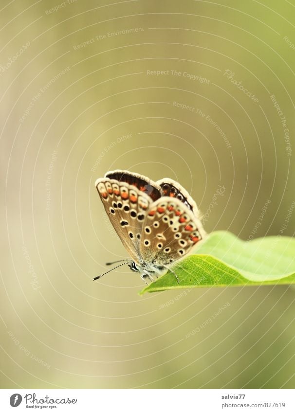 sunbath Calm Environment Nature Plant Animal Spring Summer Beautiful weather Leaf Meadow Wild animal Butterfly Wing Scales 1 Esthetic Small Cute Above Brown