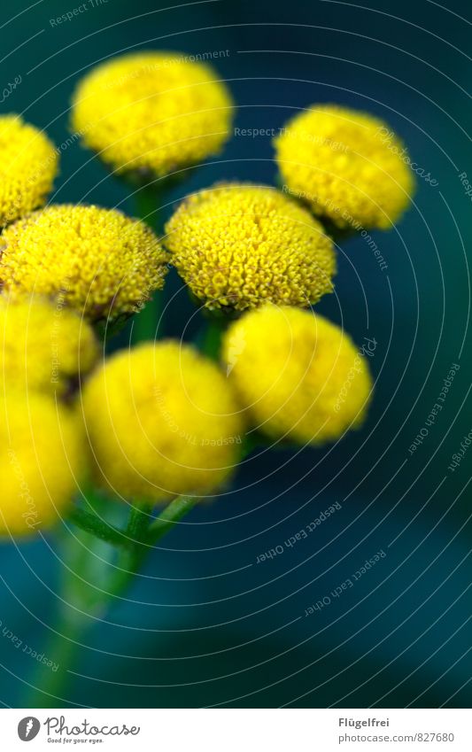 Yellow dots Plant Meadow Growth tansy Blossom Leaf Flower Bollard Colour photo Exterior shot Macro (Extreme close-up) Copy Space bottom Neutral Background Day