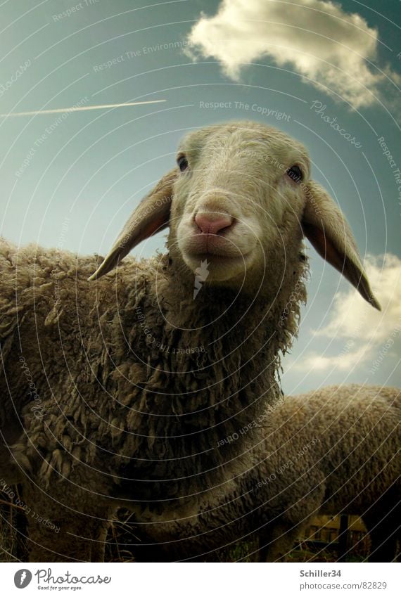 I WANT TO GO TO RIU Sheep Grass Wool Shepherd Flock Green Pink Brown Meadow Agriculture Pasture Ram Farm Clouds Airplane Vapor trail Beautiful Grassland Ranch