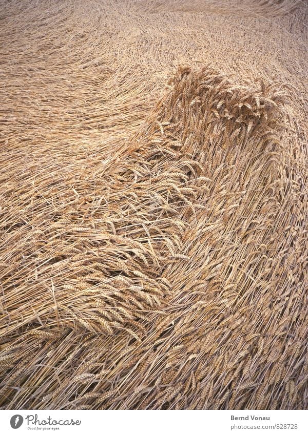 billowing Grain Waves Agriculture Forestry Wind Field Lie Sadness Wet Brown Grain field Cornfield Level Direction Dynamics Crest of the wave Colour photo