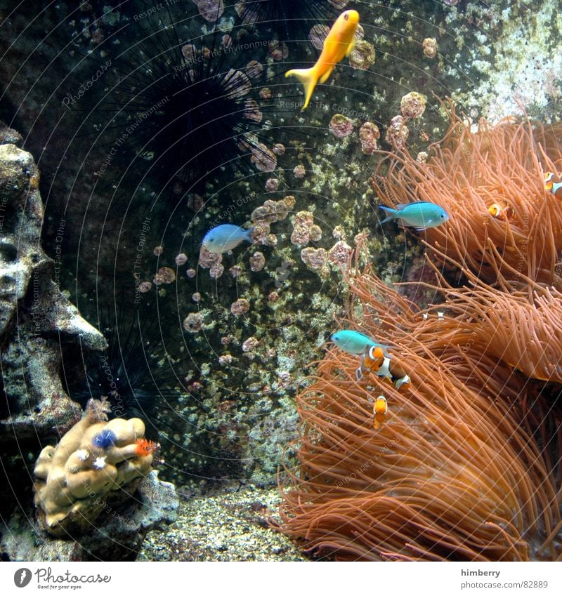 fishtank Fish Aquarium Water Coral Bottom of the sea Ocean