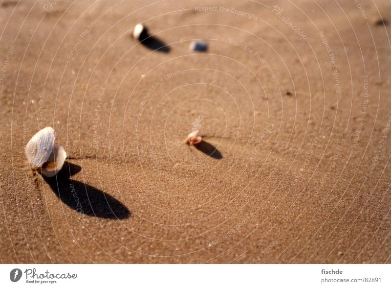 shells on the beach Lake Mussel Beach Ocean Beige Sandbank Waves Baltic Sea sea Bowl yellowish brown Beach dune wave