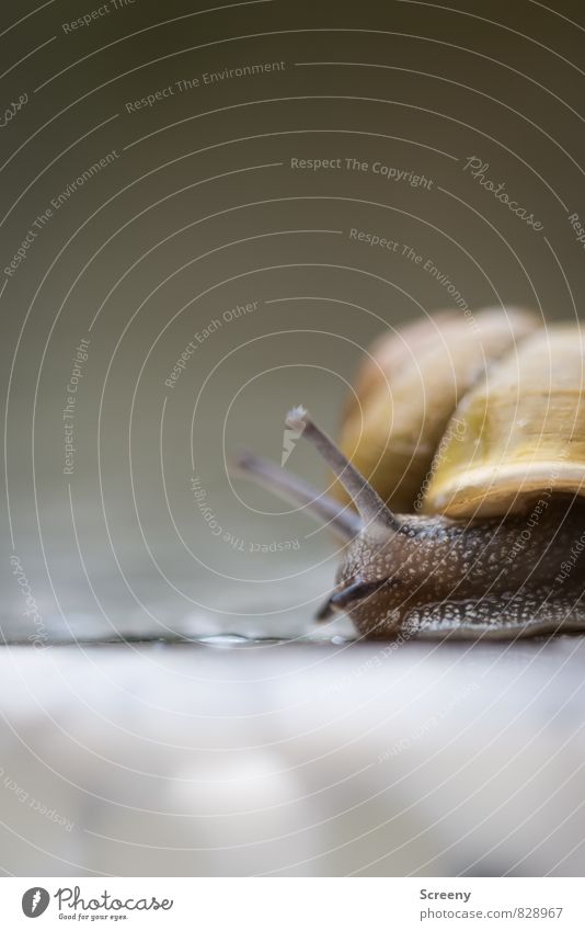 Eternity felt Nature Animal Spring Summer Snail 1 Crawl Small Slimy Brown Yellow Serene Patient Calm Indifferent Movement Speed Snail shell Feeler Eyes