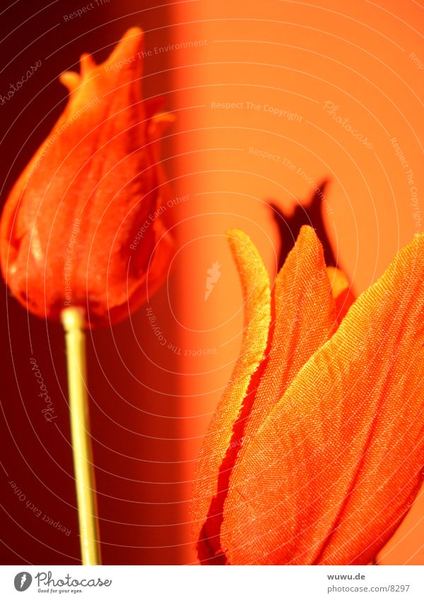 red tulips on orange Red Tulip Cloth Macro (Extreme close-up) Close-up Orange Shadow
