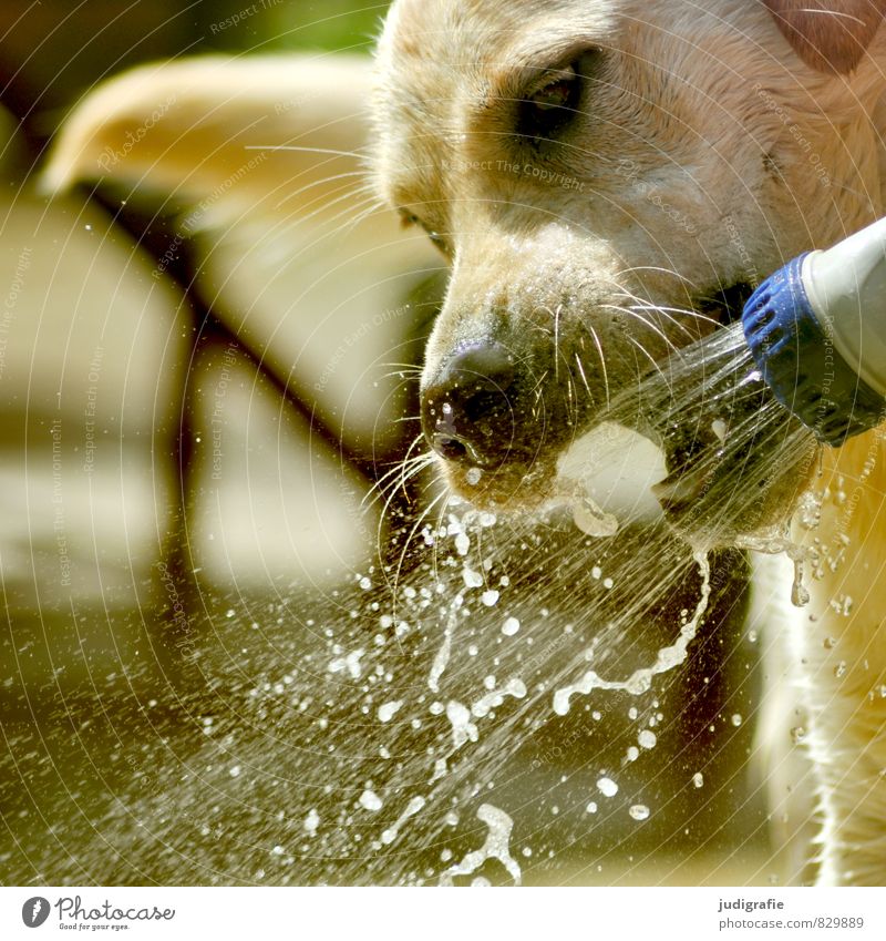 refreshment Water Animal Pet Dog Labrador 1 Drinking Wet Wild Shower (Installation) Refreshment Beverage Jet of water Refrigeration Colour photo Exterior shot