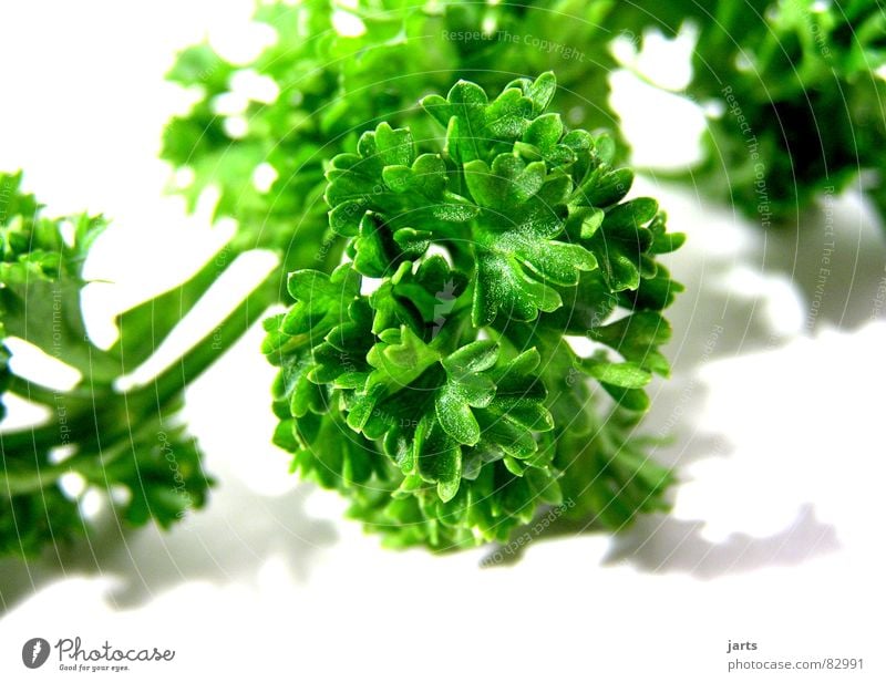 Parsley II Herbs and spices Decoration Kitchen Herb garden Green Gastronomy Vegetable Vegetarian diet To enjoy jarts Nutrition Deserted Macro (Extreme close-up)