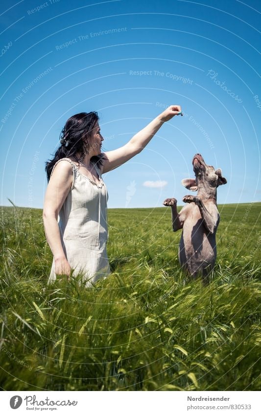 Woman with dog enjoying the summer in a field Lifestyle Summer Human being Feminine Adults Nature Landscape Cloudless sky Beautiful weather Field Black-haired