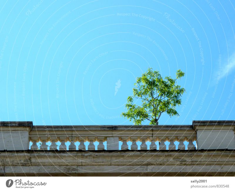 balcony greening Cloudless sky Summer Tree Rome Italy Palace Building Architecture Villa Balcony Stand Growth Living or residing Old Esthetic Natural Town Green