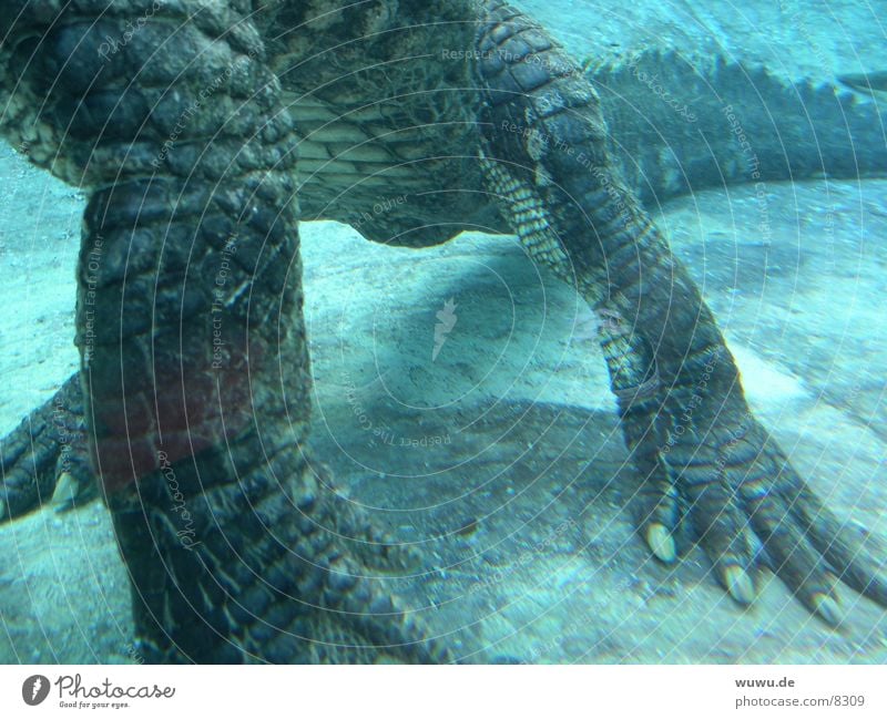 little alligator Alligator Crocodile Aquarium Dangerous Turquoise Gator USA Water