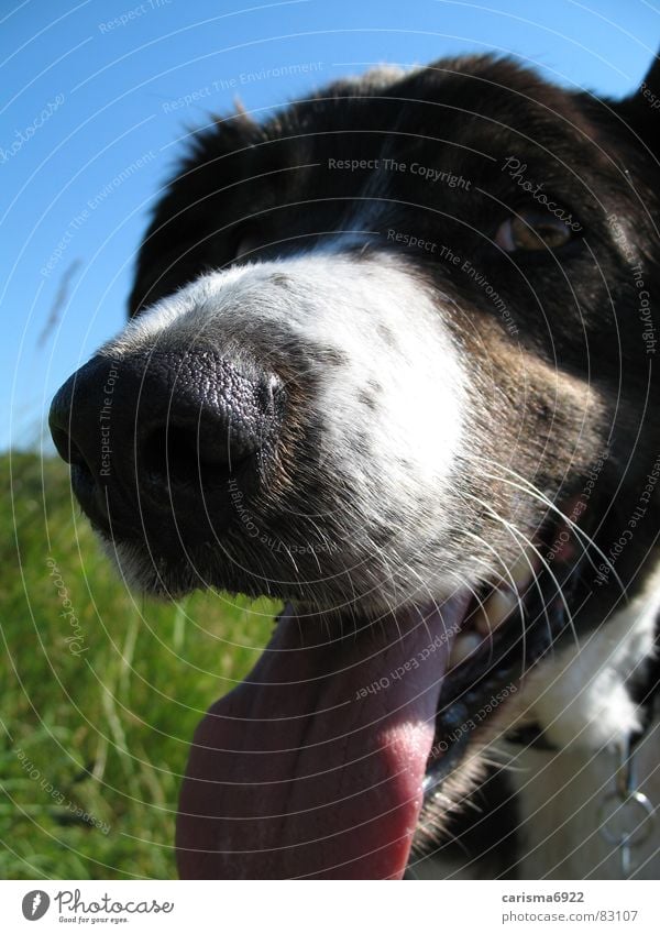 or here...? Dandelion Summer Meadow Beautiful weather Dog Green space Grass Herding dog To go for a walk Mammal Joy drool border collie Tongue Freedom