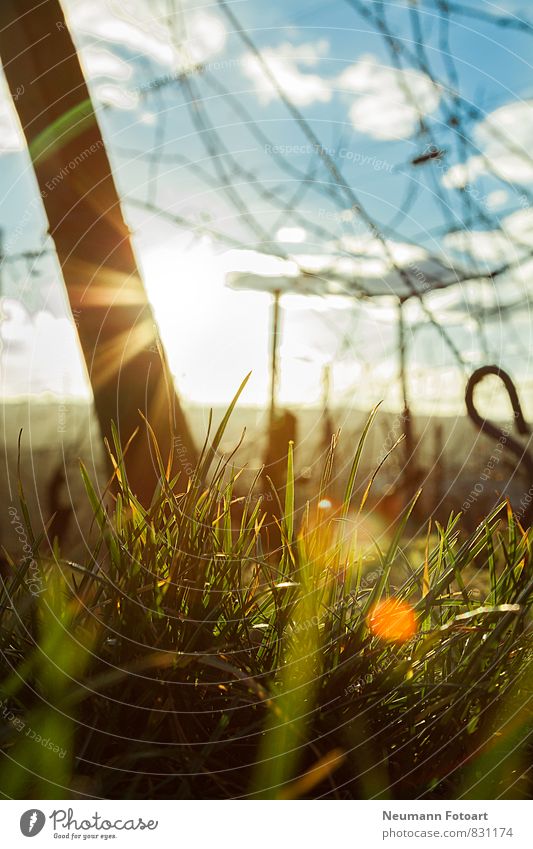 Look to the Sun Nature Landscape Earth Sunrise Sunset Sunlight Spring Beautiful weather Plant Grass Lie Looking Blue Yellow Green Lens flare Colour photo