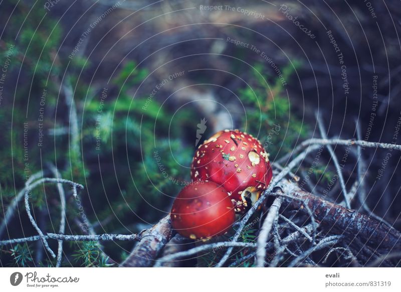 Eat me! Nature Summer Autumn Plant Mushroom Amanita mushroom Moss Branch Woodground Forest Good luck charm Healthy Happy Red Colour photo Exterior shot Deserted