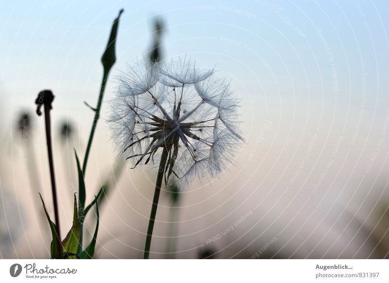 blowball Environment Nature Summer Flower Meadow Relaxation Infinity Caution Calm Close-up Copy Space right Copy Space top Copy Space bottom Evening Twilight
