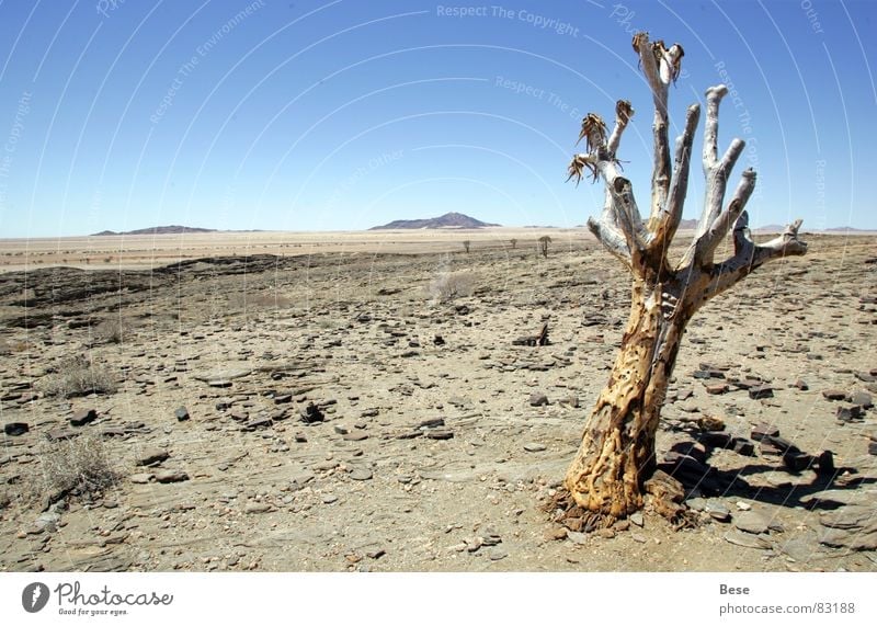 wasteland Tree Namibia Dry Loneliness Africa Desert Old Gloomy Stone Thin