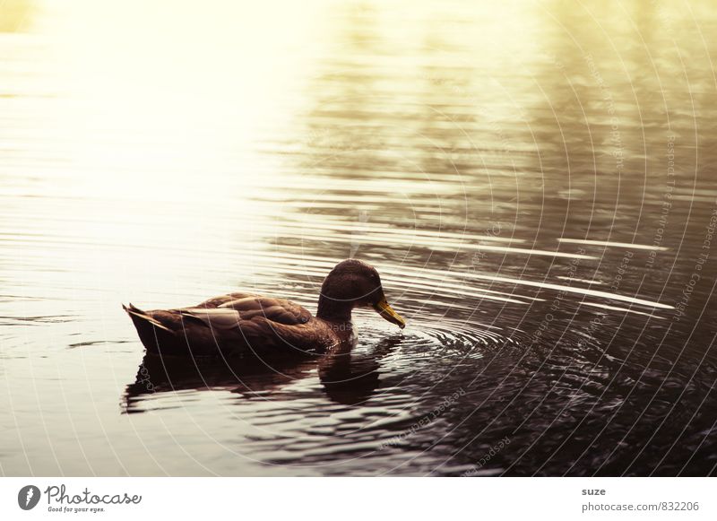 The duck approaches ... Environment Nature Elements Water Autumn Pond Lake Animal Wild animal 1 Swimming & Bathing Esthetic Dark Brown Yellow Emotions Moody