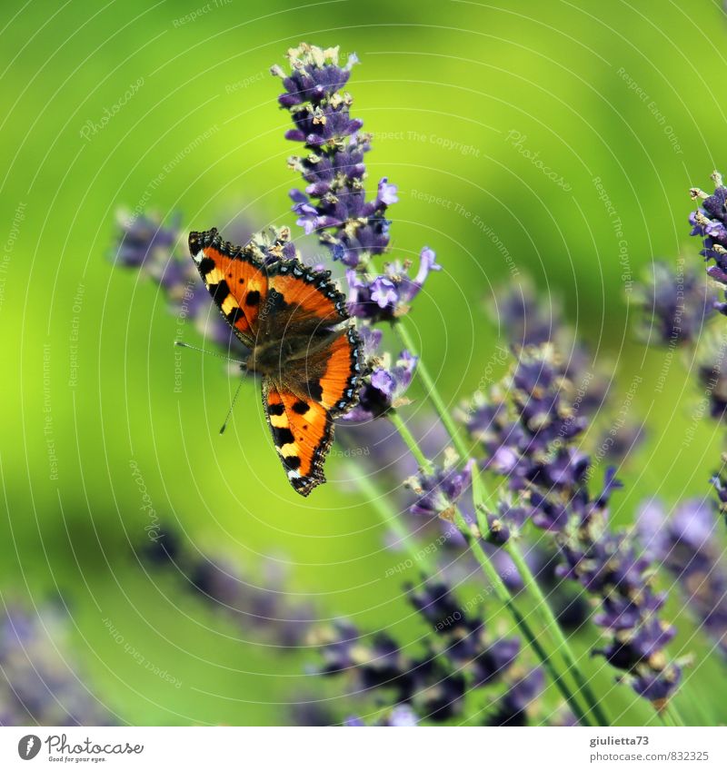 Small fox on lavender Nature Plant Animal Sun Summer Beautiful weather Blossom Lavender Garden Meadow Butterfly 1 Observe Blossoming Green Violet Orange Happy