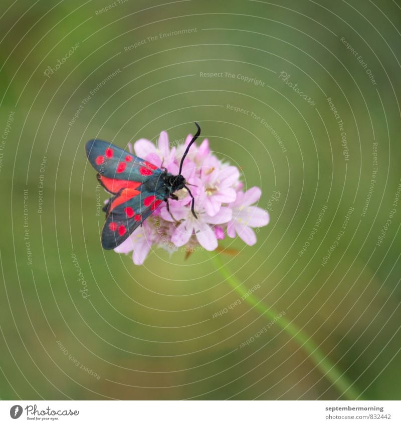 butterfly Summer Blossom Animal Butterfly 1 Blossoming Sit Green Pink Red Contentment Colour photo Exterior shot Close-up Deserted Day Shallow depth of field