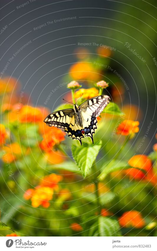 s-ling Plant Animal Flower Garden Wild animal Butterfly 1 Exotic Natural Beautiful Nature Swallowtail Colour photo Multicoloured Exterior shot Close-up Deserted