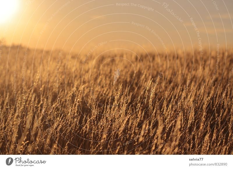 evening mood Summer Summer vacation Sun Nature Landscape Plant Climate change Beautiful weather Warmth Drought Grass Meadow Faded To dry up Brown Gold Moody