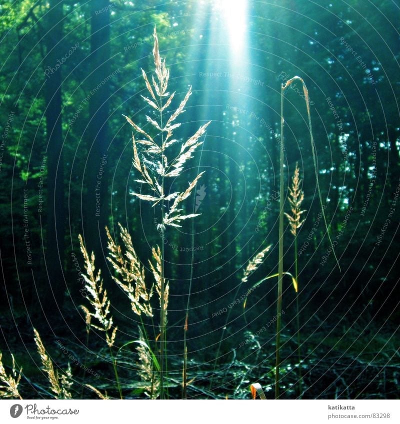 in the fairytale forest. Forest Green Light Cold Fairy tale Spider's web Plant Shaft of light Part of the plant Meadow Soft laser Glade Clearing Magic
