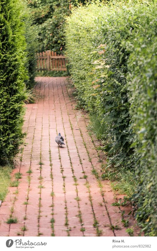 pedestrian Summer Hedge Lanes & trails Pigeon 1 Animal Going Loneliness Paving stone Brick Single-minded Colour photo Exterior shot Deserted