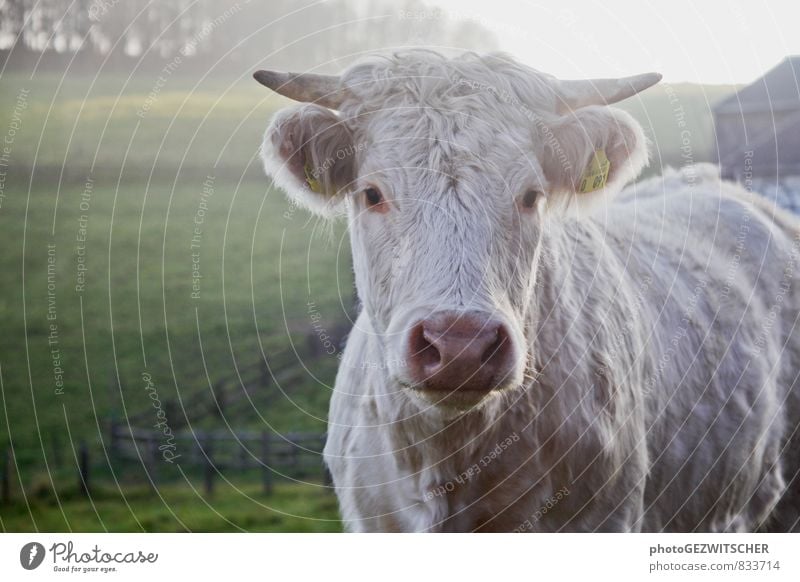 cow Animal Farm animal Cow 1 Discover Idyll Nature Curiosity Moody Environment Contentment Agriculture Country life Autumnal Colour photo Exterior shot Deserted