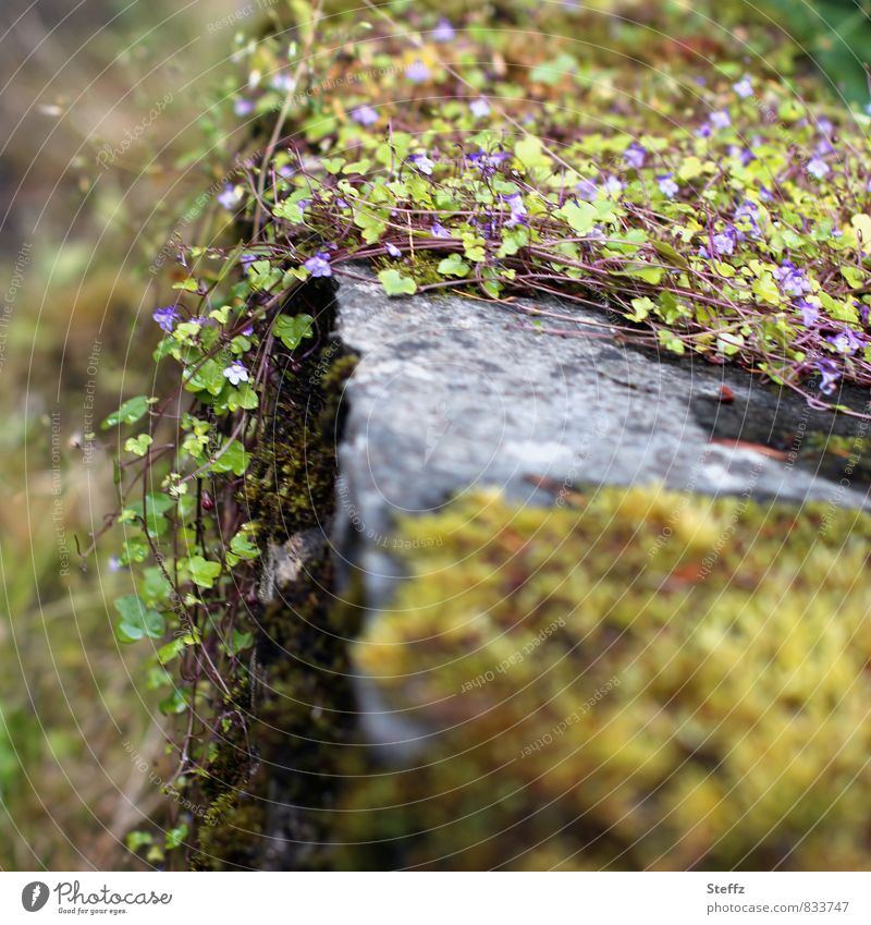 Wallflowers and moss grow over old wall in Scotland Moss Scottish nature Nordic Nordic nature Old fashioned wallflower Nordic wild plants Nordic romanticism